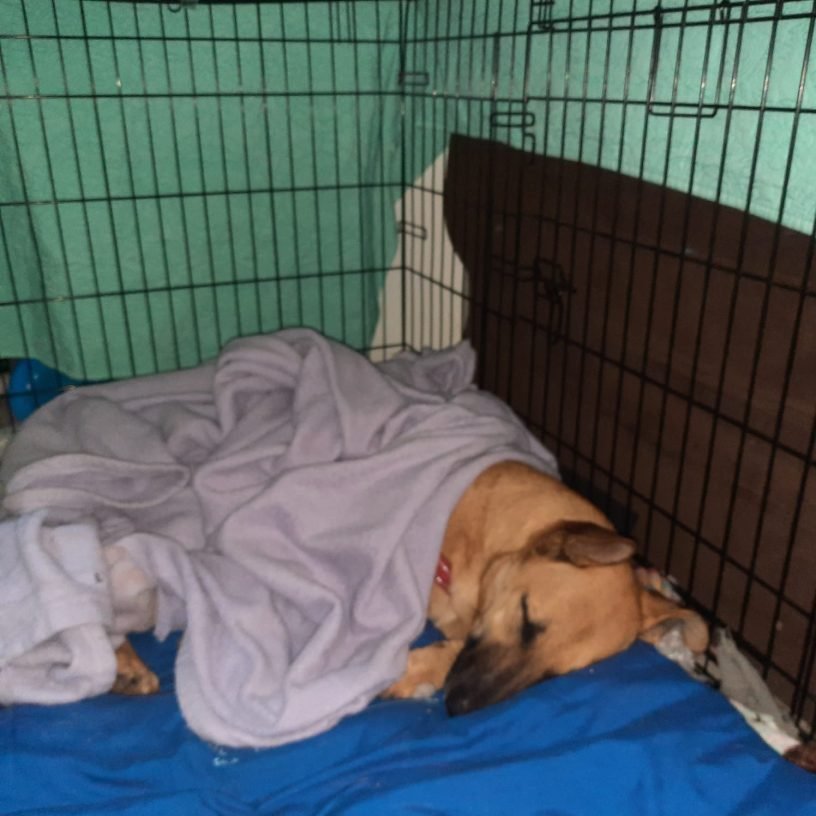 Dog resting calmly inside a crate
