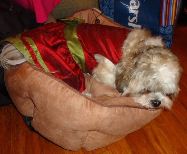 Dog relaxing in a cushioned dog bed