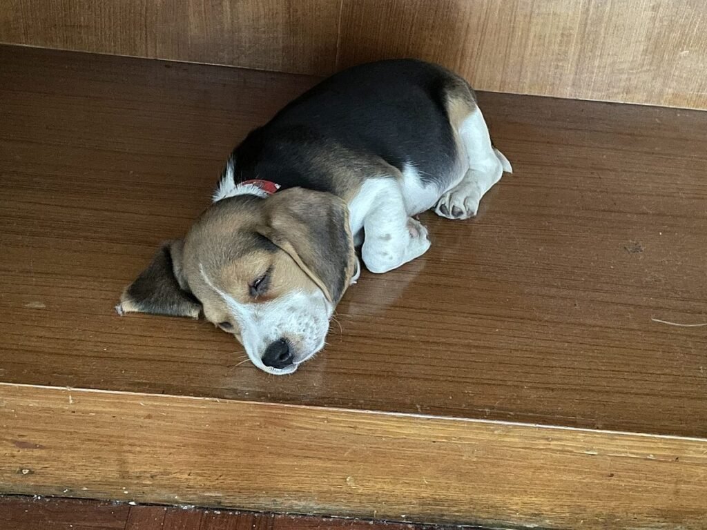 Young puppy outdoors during a potty trip