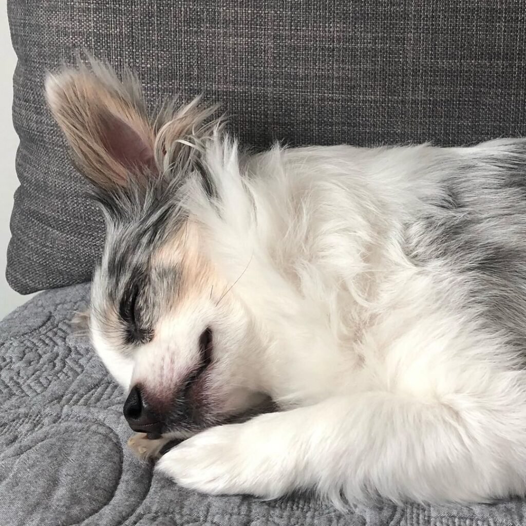 Dog resting at home while its owner is away