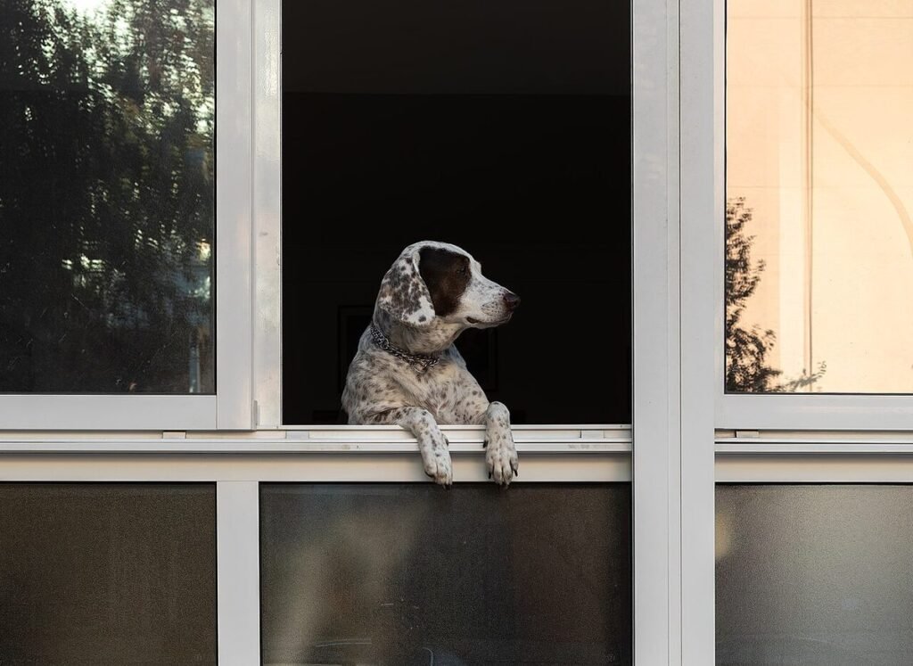 Dog looking out of an apartment window