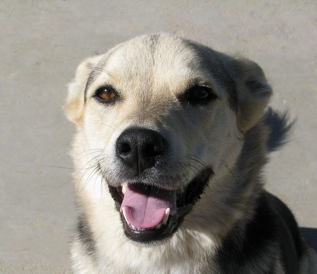 Happy, excited dog with its tongue out