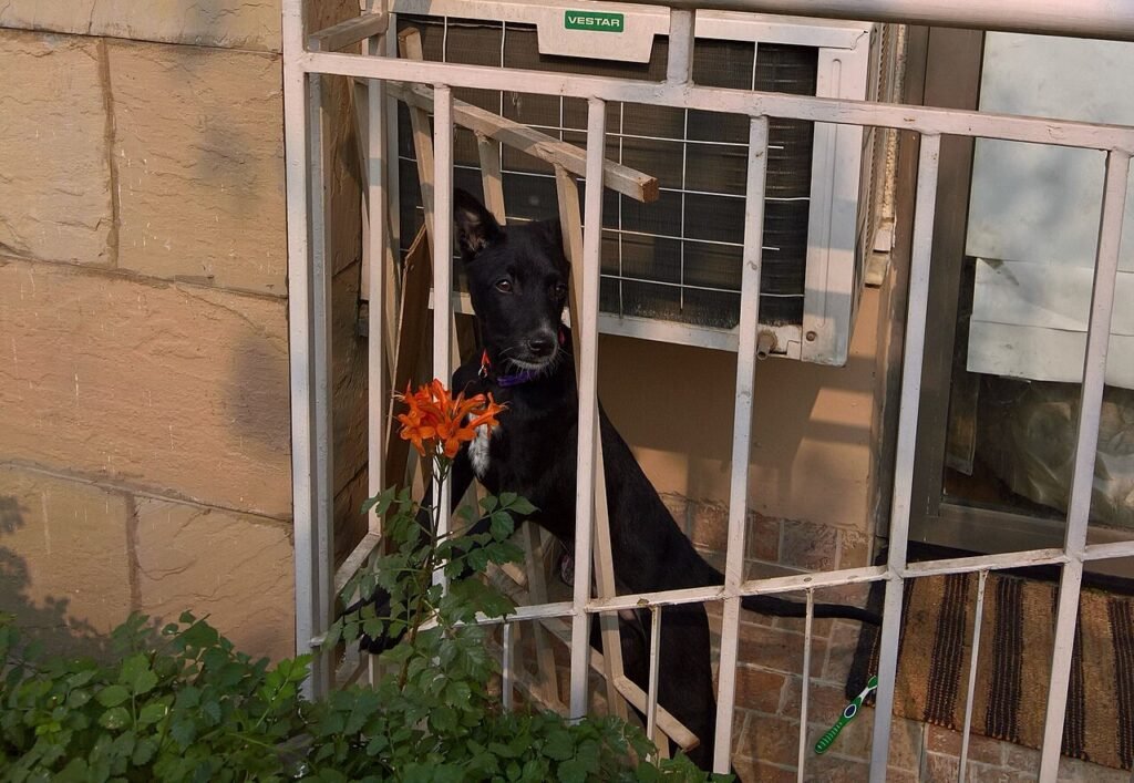 Black dog with a flower on a balcony