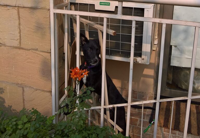 Black dog with a flower on a balcony