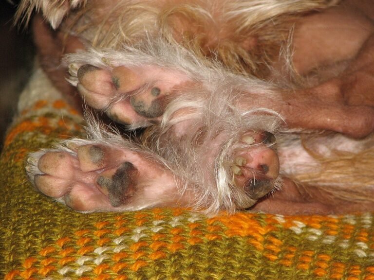 Close-up of a dog paws