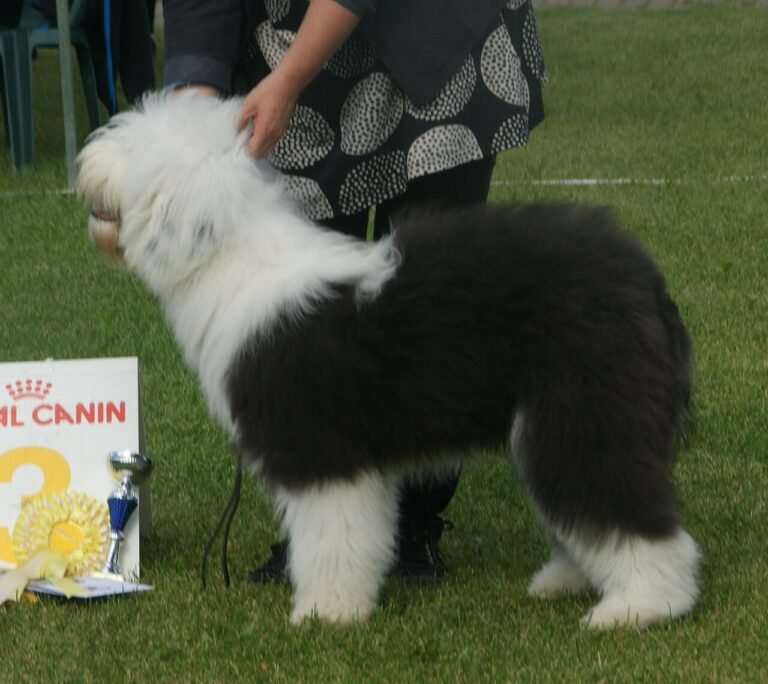 Old English Sheepdog standing outdoors