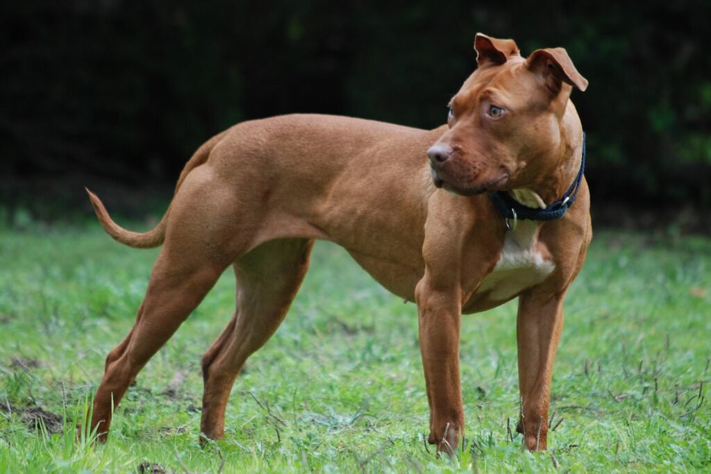 Are Pitbulls Good Apartment Dogs