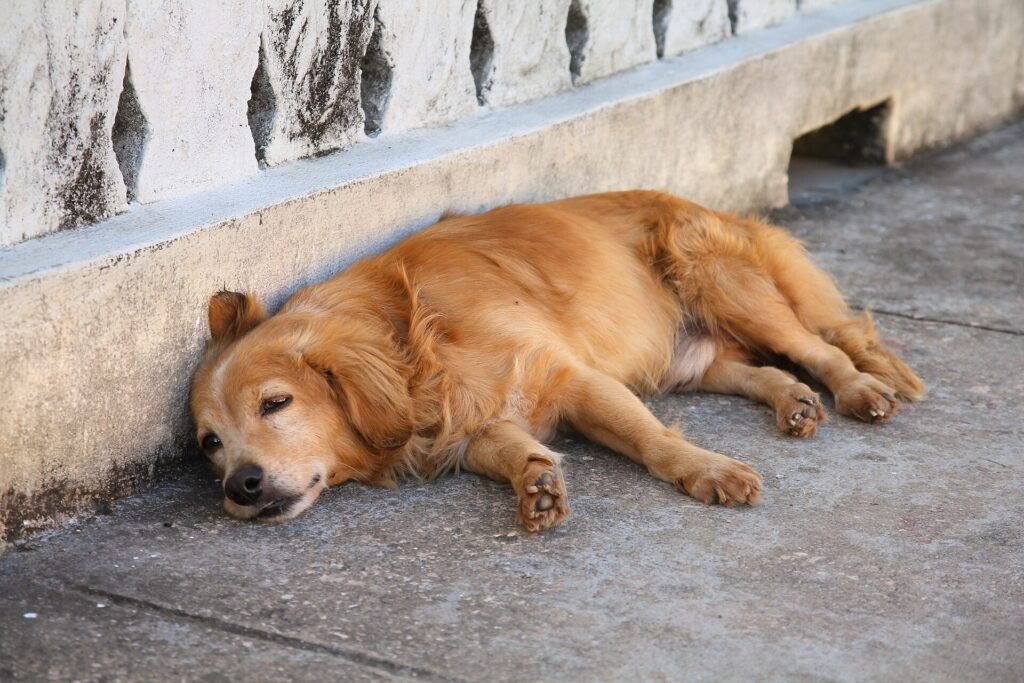 How to Make an Old Dog Comfortable and Happy