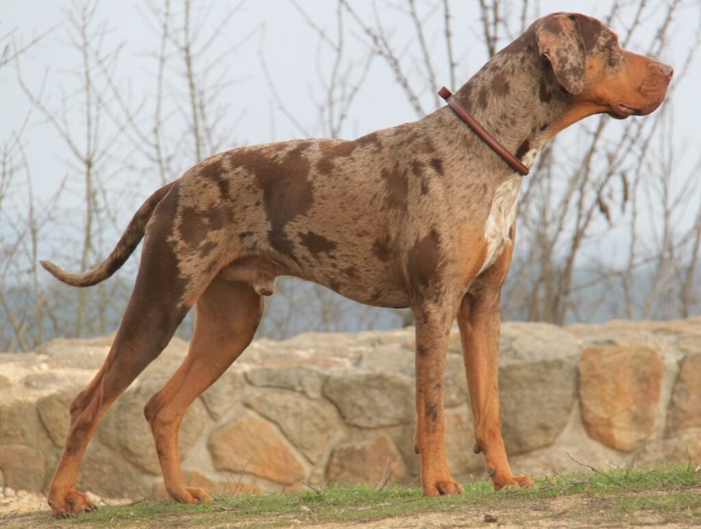 3 Best Pet Cameras for Dogs Left Alone at Home