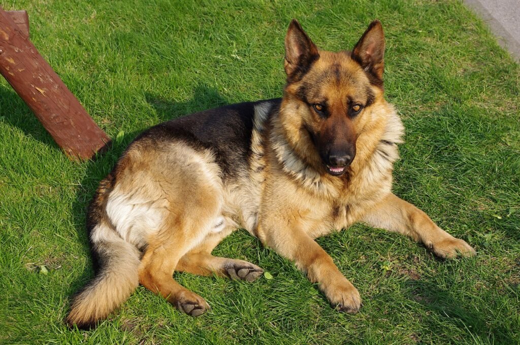 Are German Shepherds Good Family Dogs