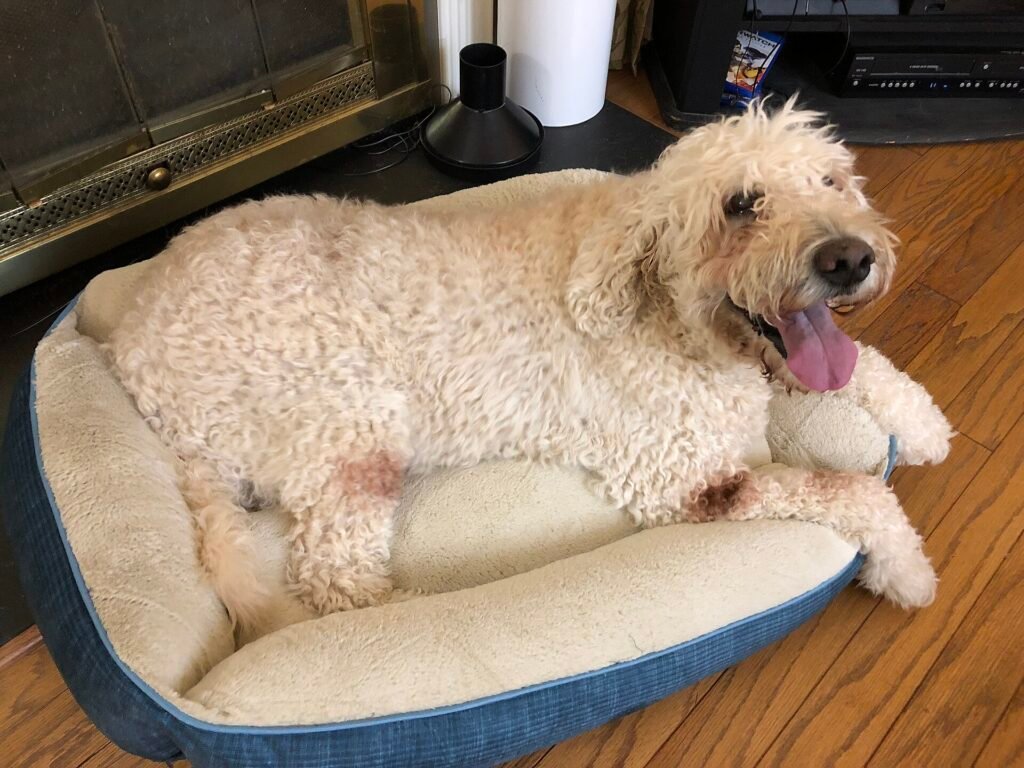 18 Pros and Cons of Owning a Goldendoodle You Need To Know
