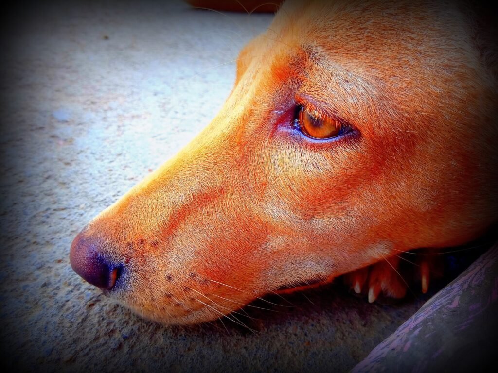 Dog Jowls Everything You Need to Know