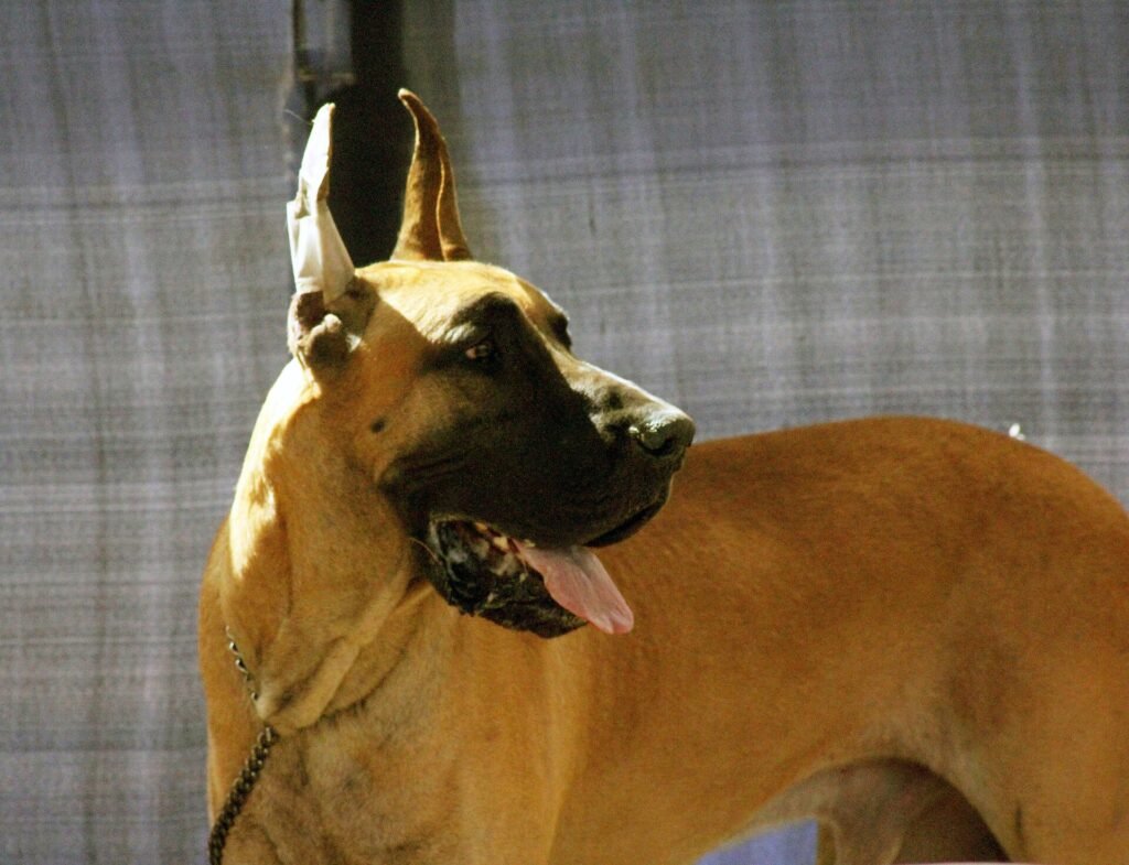 Are Great Danes Good Apartment Dogs