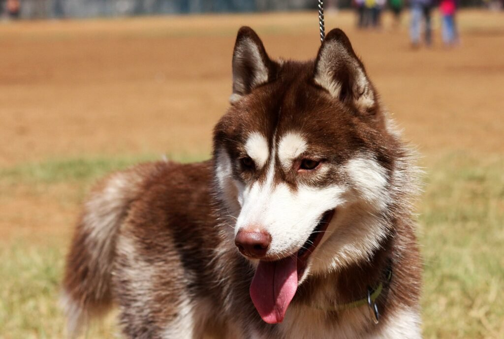 Are Huskies Good Family Dogs
