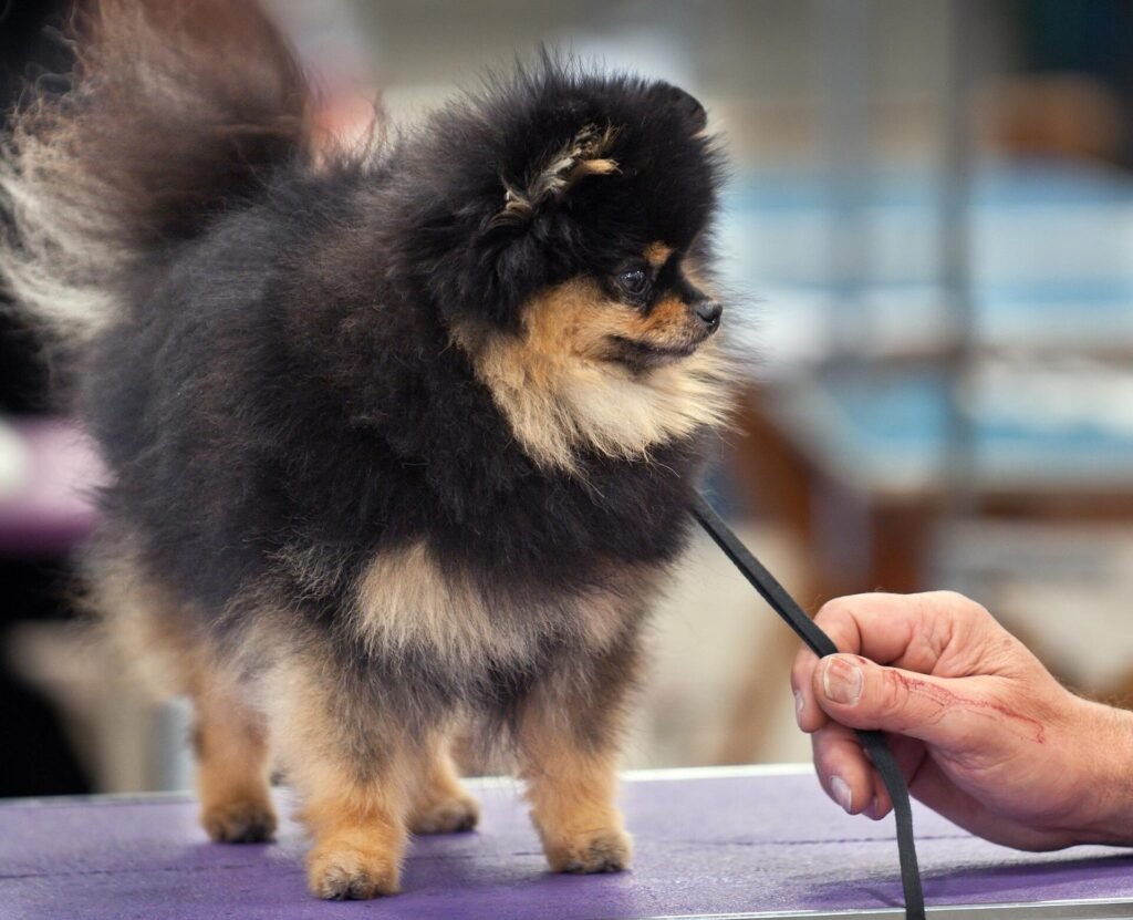 Are Pomeranians Good Apartment Dogs