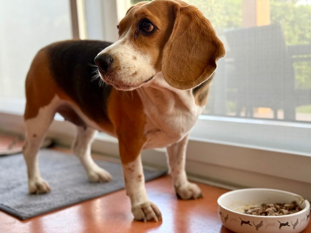 Are Beagles Good Family Dogs