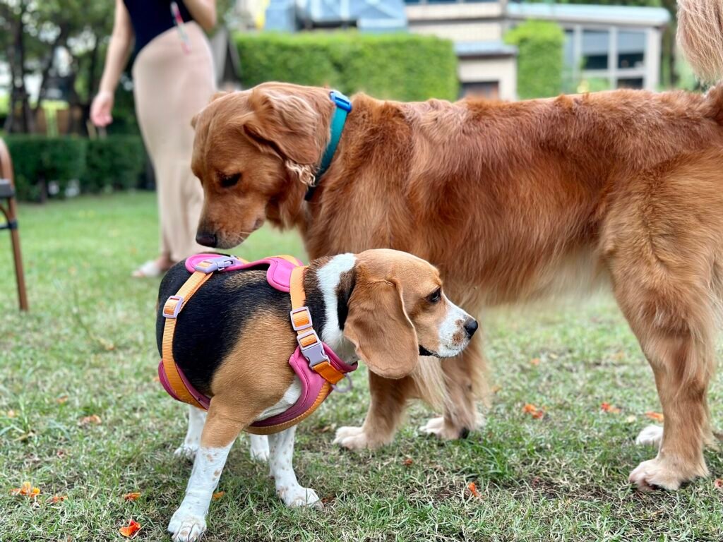 20 Pros and Cons of Owning a Beagle You Need To Know