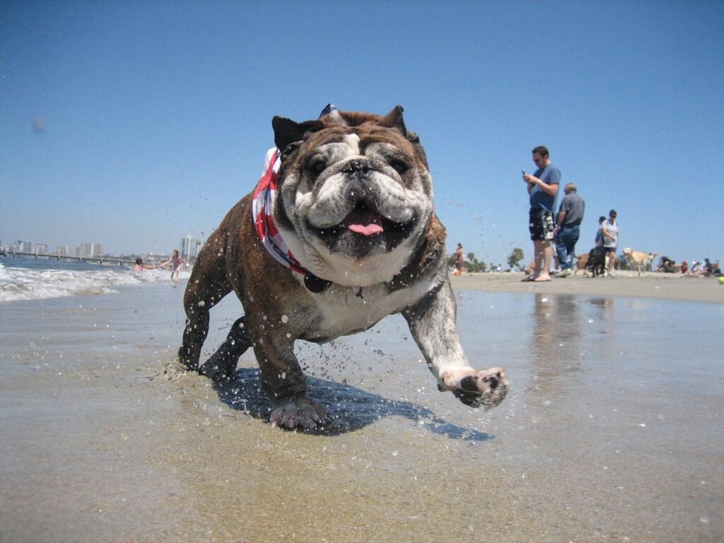 Are Bulldogs Good Apartment Dogs