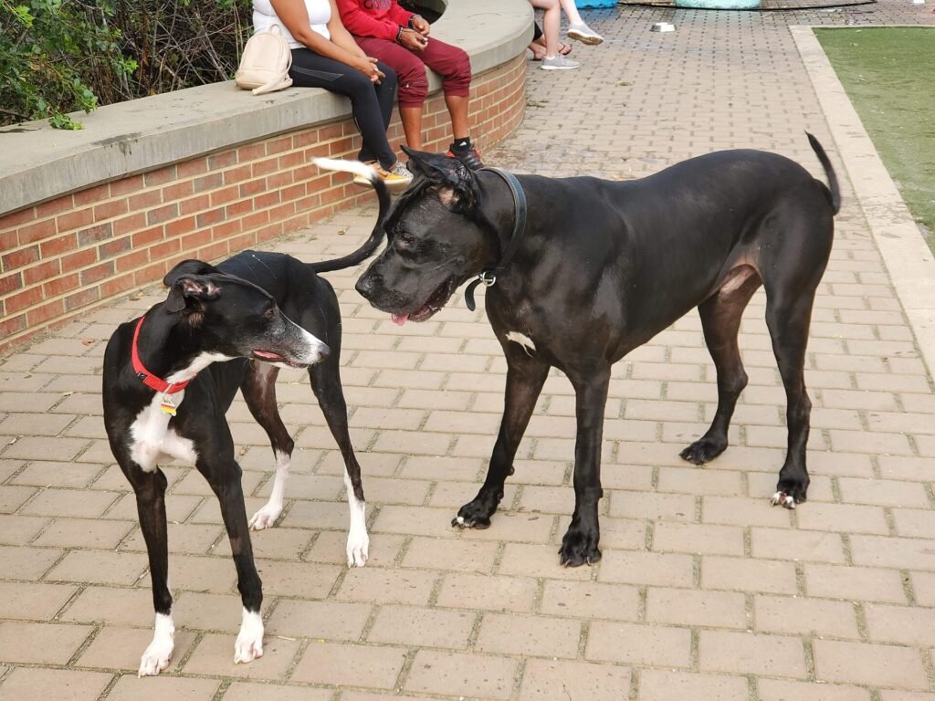 Are Greyhounds Good Apartment Dogs