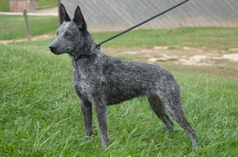Australian Stumpy Tail Cattle Dog de perfil sobre la hierba, sin cola