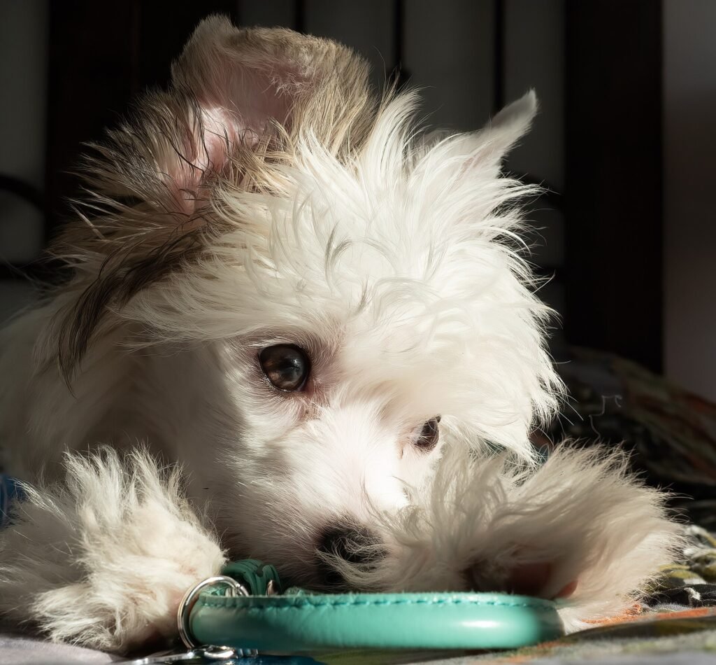 How to Prepare for a Puppy in an Apartment