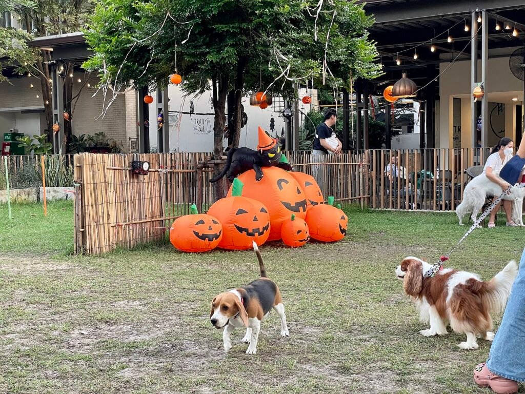 Are Beagles Good Apartment Dogs