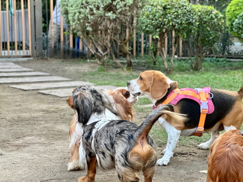 Are Dachshunds Good Apartment Dogs