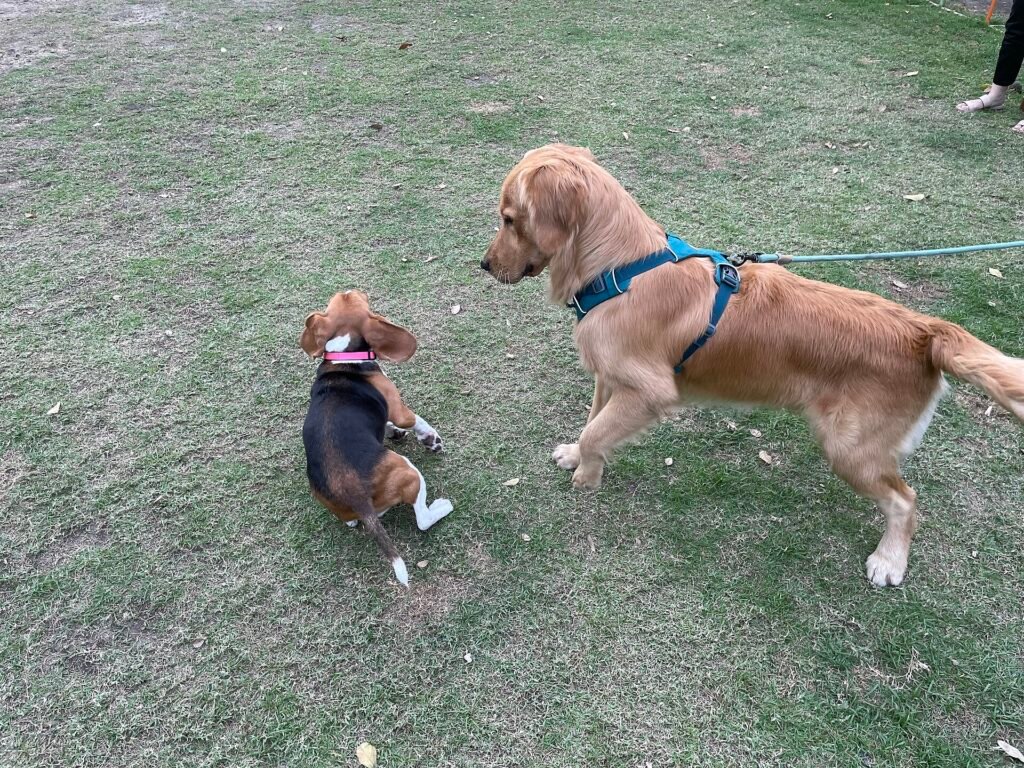 Pros and Cons of Owning a Golden Retriever You Need To Know