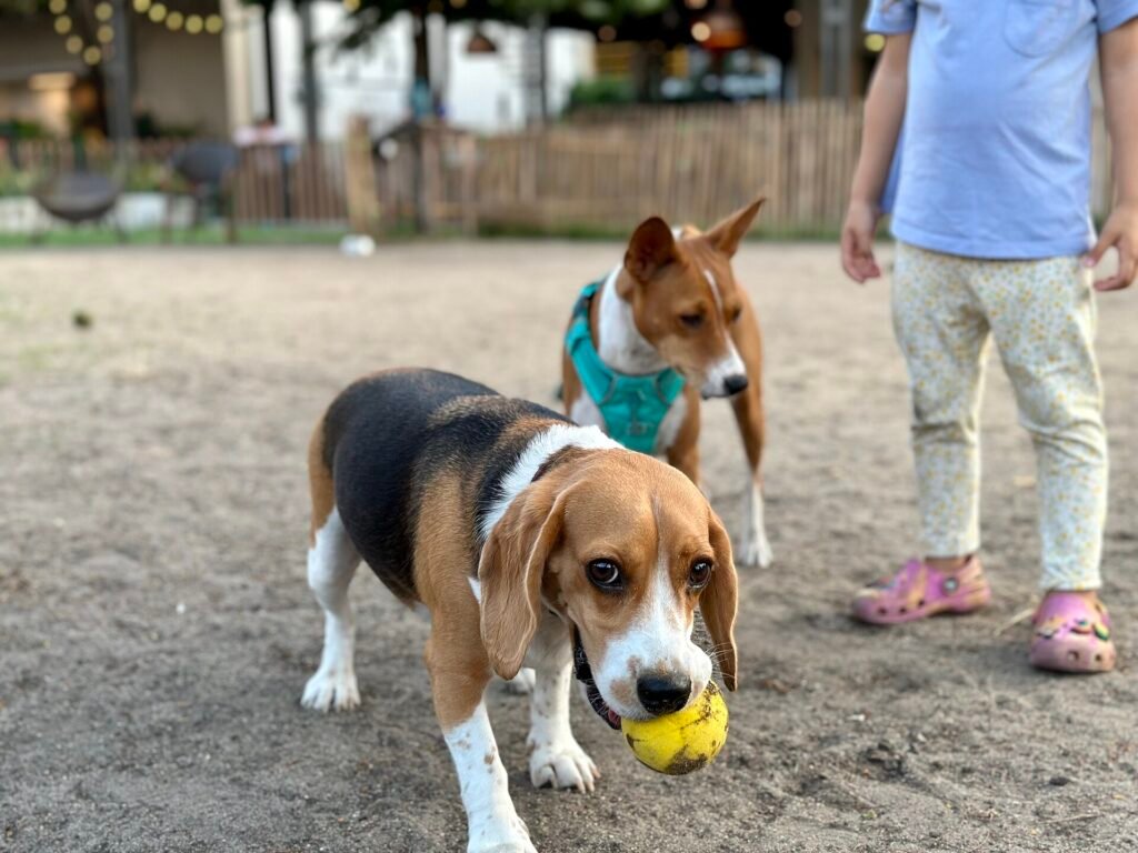 Are Basenjis Good Apartment Dogs