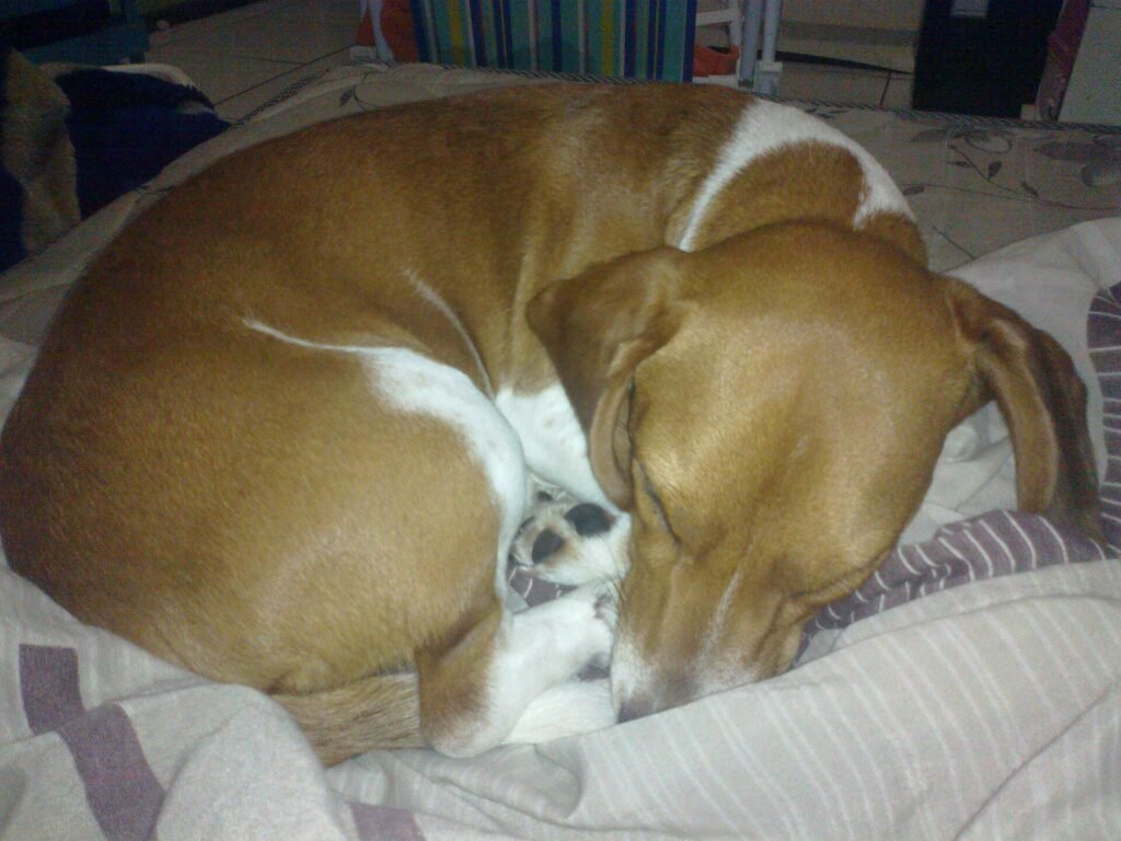 Why Does My Dog Sleep by the Door (7 Main Reasons)