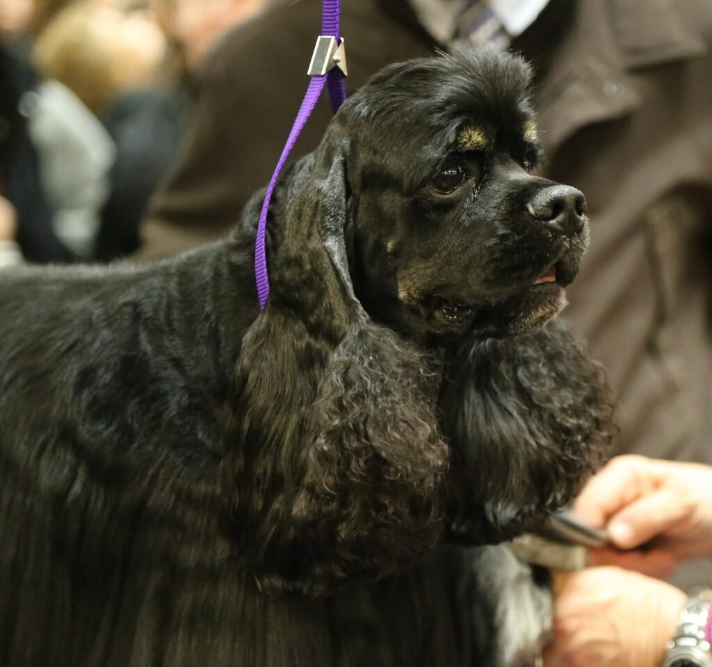 Are Cocker Spaniels Good Family Dogs