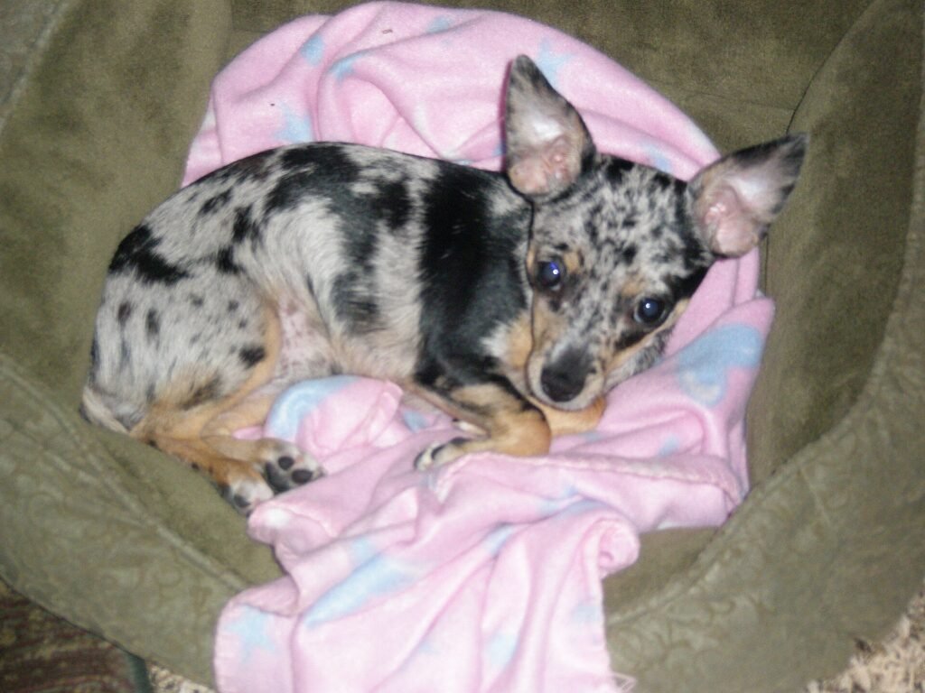Best Dog Beds for Small Spaces & Apartments in 2026