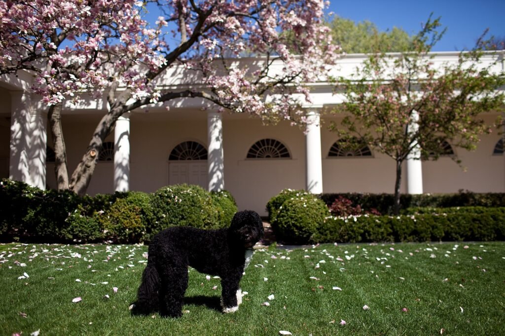 19 Best Hypoallergenic Dogs for Families