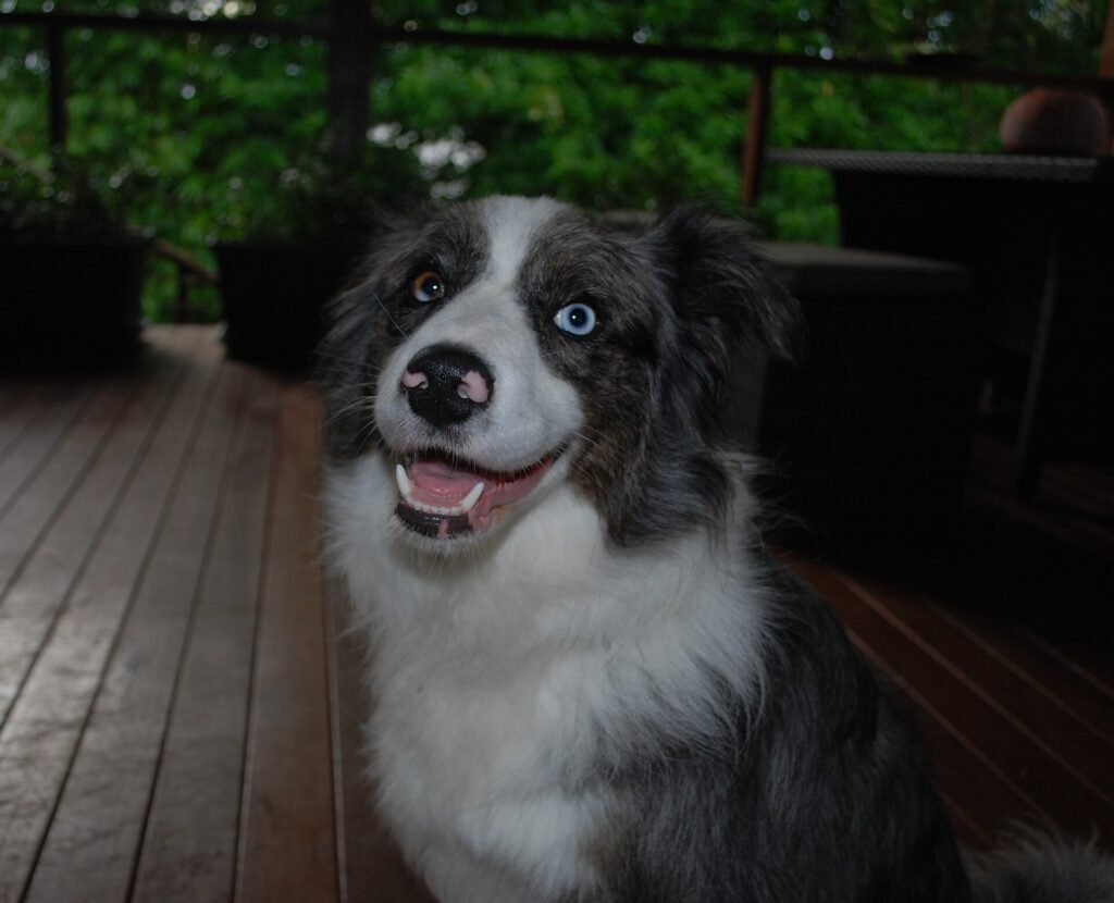 Are Border Collies Good Apartment Dogs