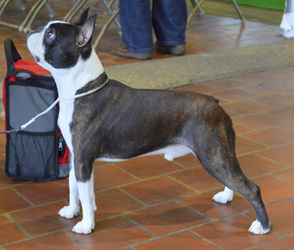Are Boston Terriers Good Apartment Dogs