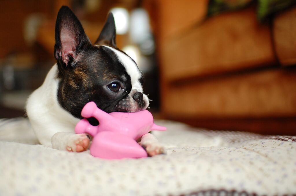 Best Toys to Keep Your Dog Busy While You're at Work
