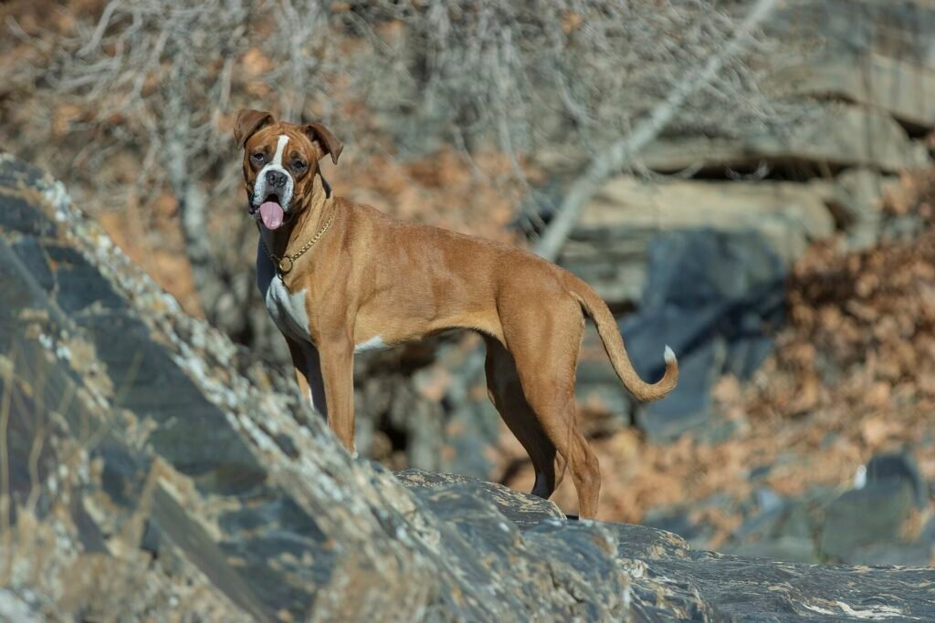 13 Best Medium-Sized Dogs for First-Time Owners