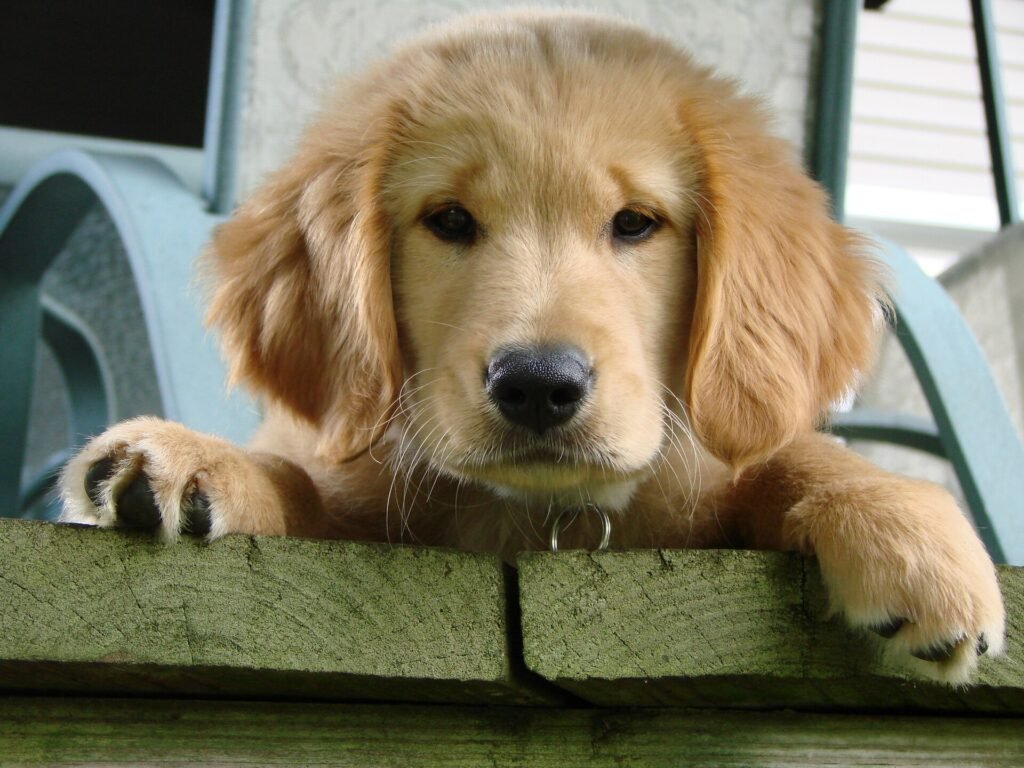 Are Golden Retrievers Good Apartment Dogs