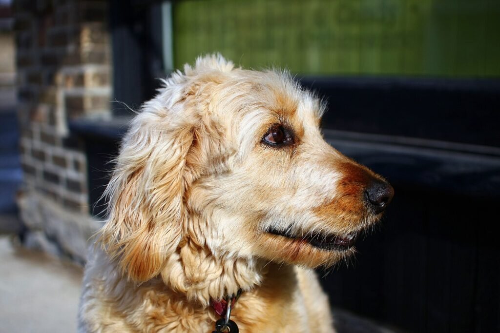 Are Goldendoodles Good Apartment Dogs