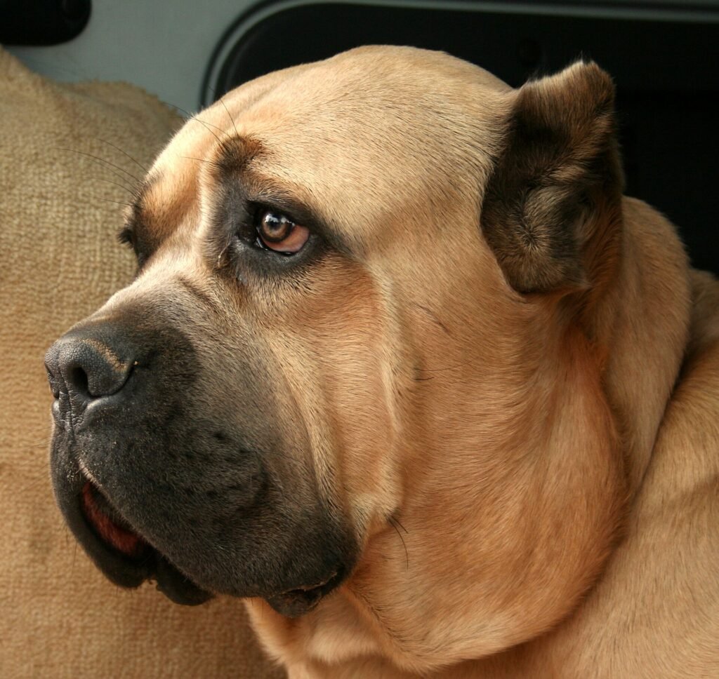 23 Best Low Maintenance Dogs for Apartments