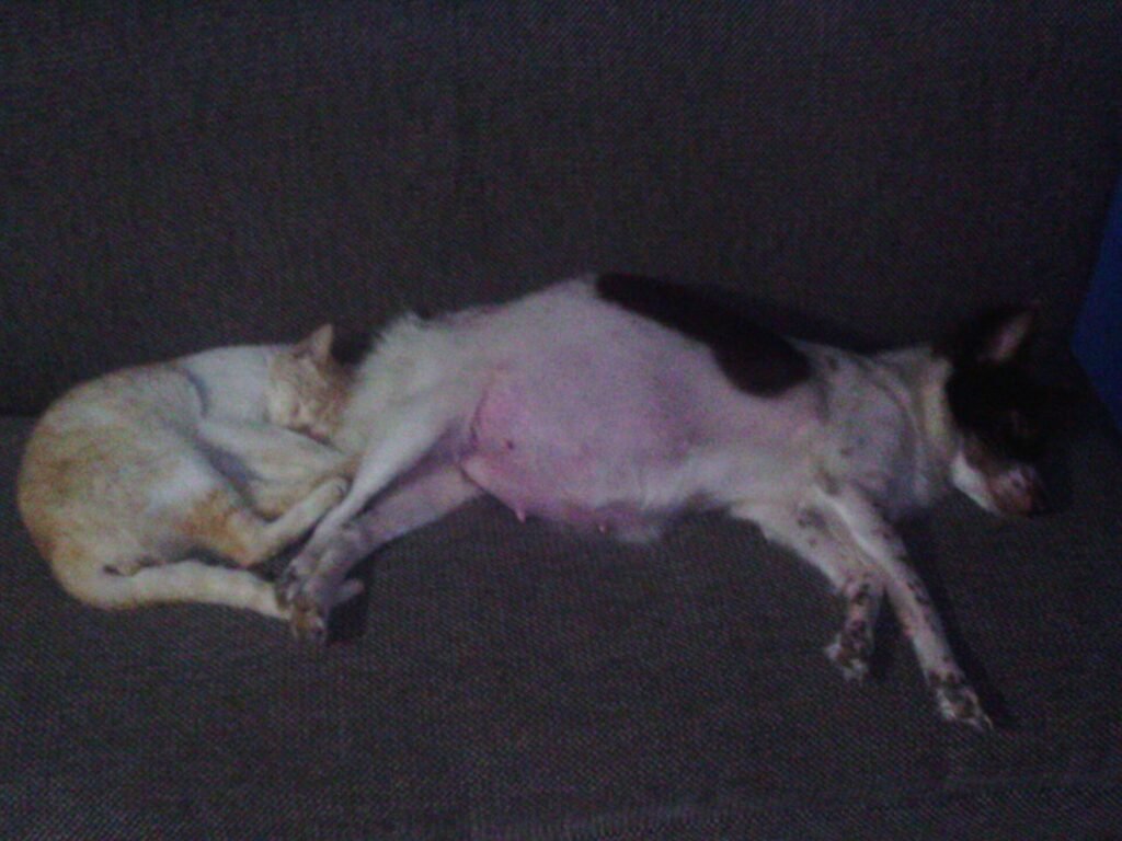 Why Does My Dog Sleep on My Pillow (7 Main Reasons)
