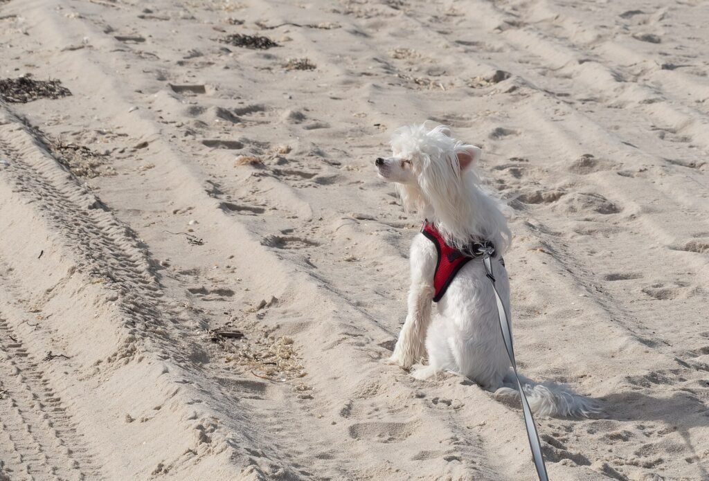 Why Do Dogs Mark Their Territory & How To Stop Marking Behavior