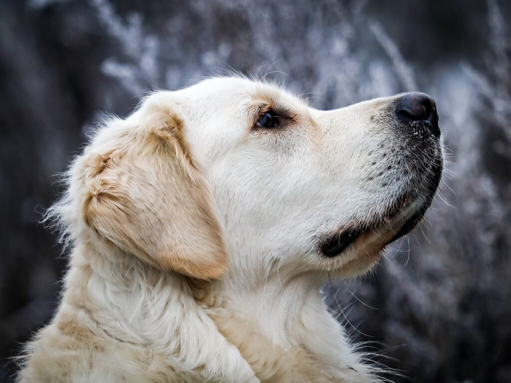 Is a Golden Retriever a Good First Dog