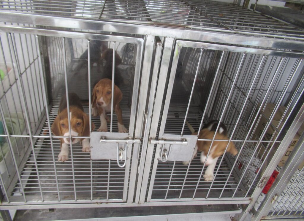 Best Dog Crates for Apartments in 2026 (Tested Picks)