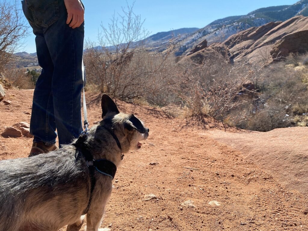 Why Do Dogs Walk Between Your Legs