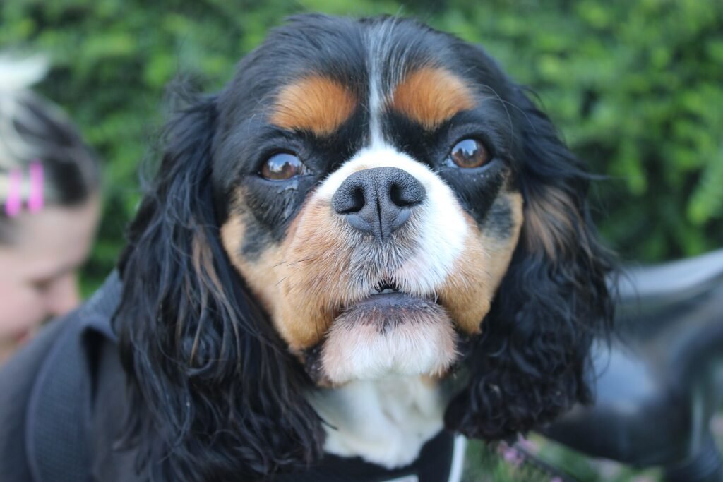 31 Best Apartment Dogs