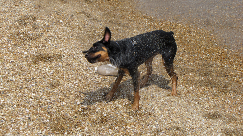 How to Get Your Dog to Eat Dog Food Again (9 Tips & Tricks)