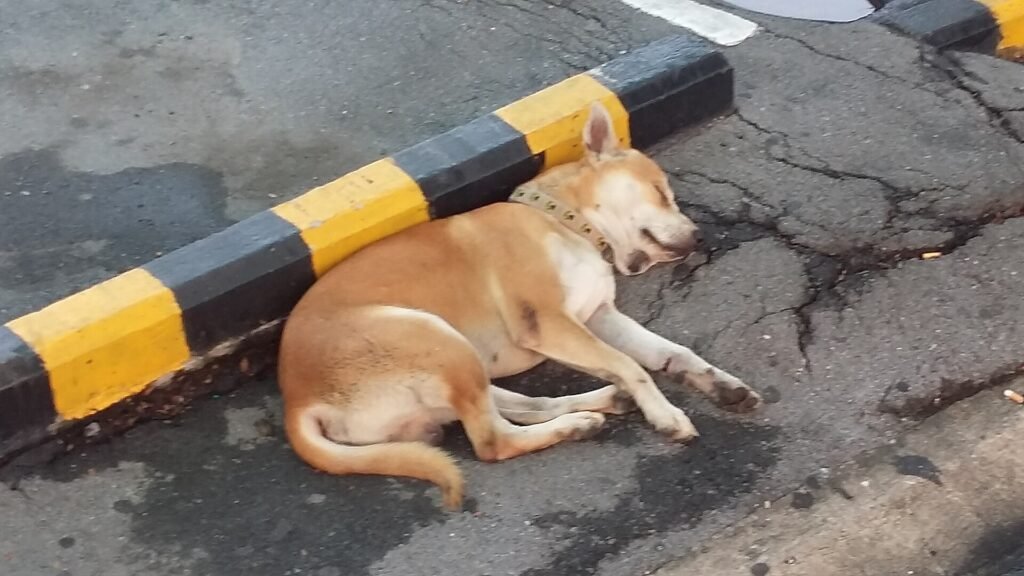 7 Reasons Why My Dog Has to Sleep Touching Me