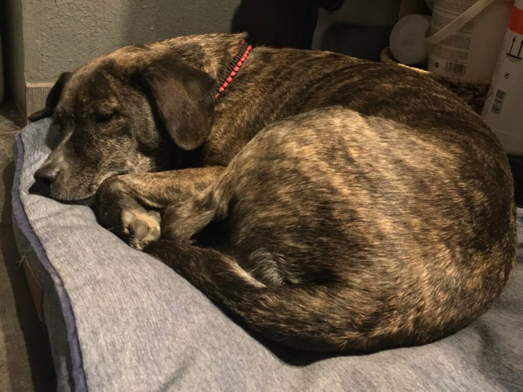 Why Does My Dog Sleep on Top of Me
