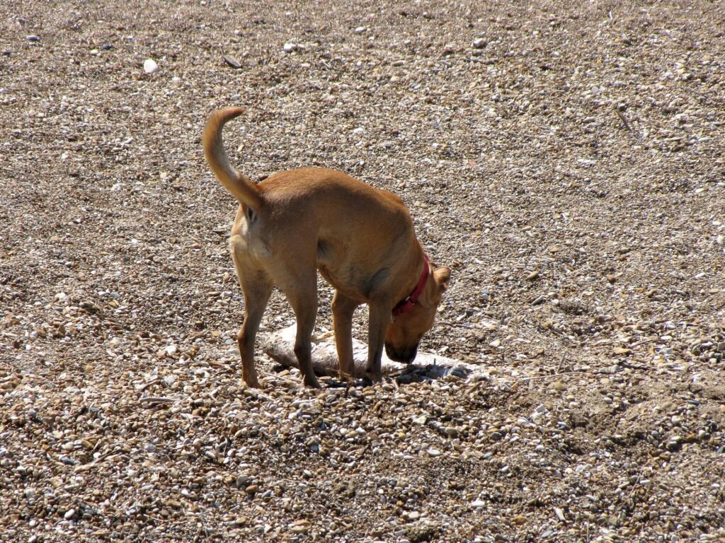 7 Best Enzyme Cleaners for Dog Urine (Top Pet Odor & Stain Removers)